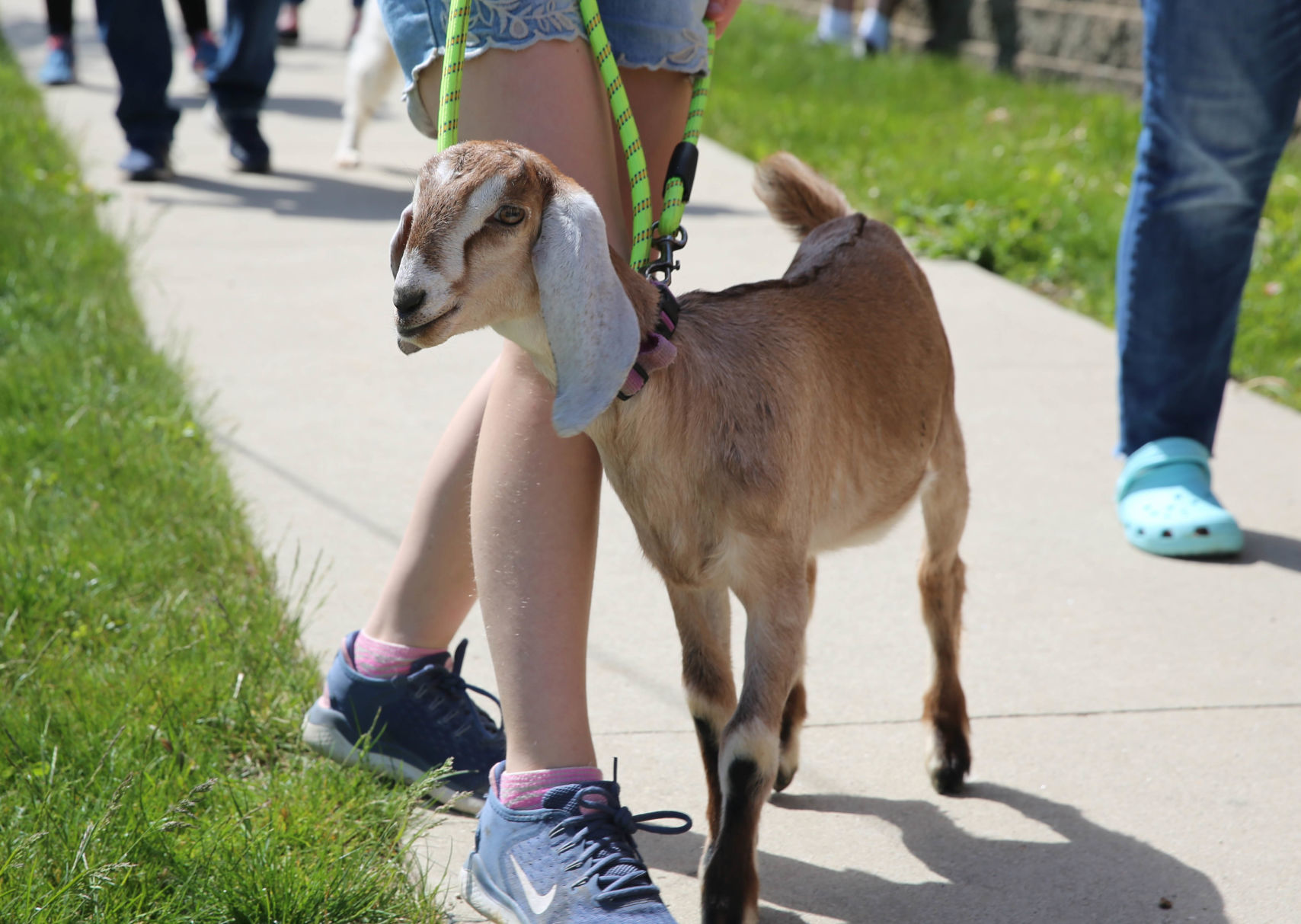 Pet parade at Good Shepherd (7).jpg